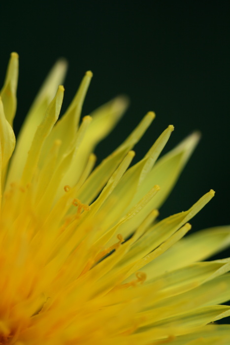 Dandelion