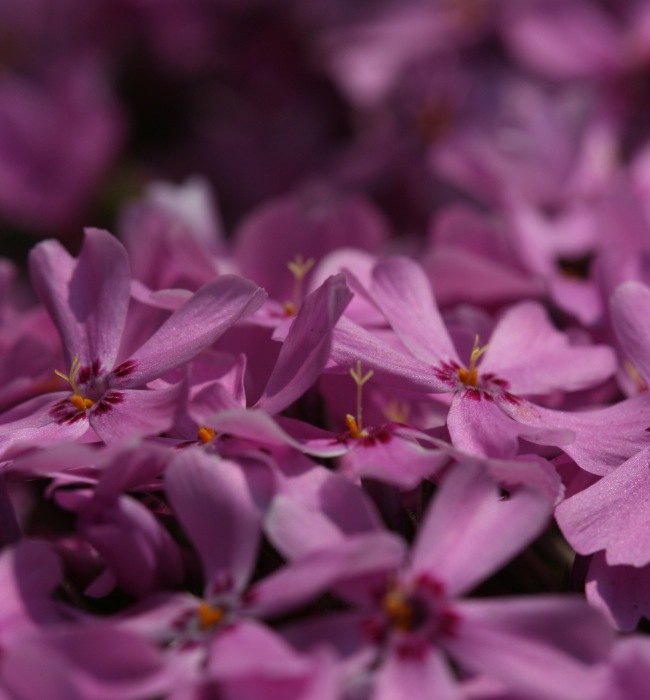 Violet Flowers