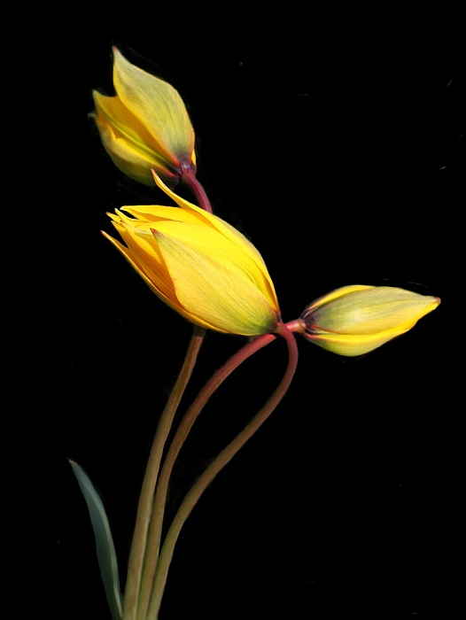 Intimnosti