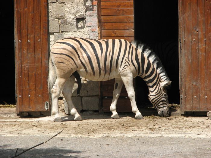 Zebrák