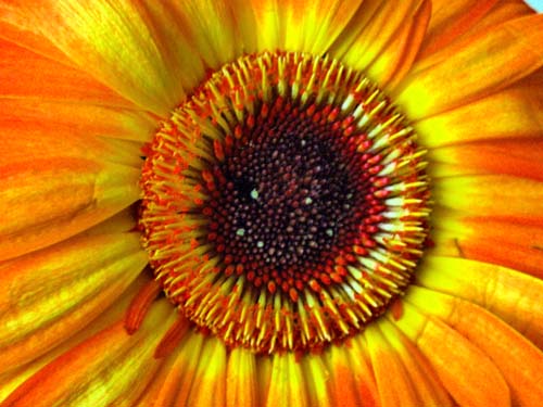 Gerbera