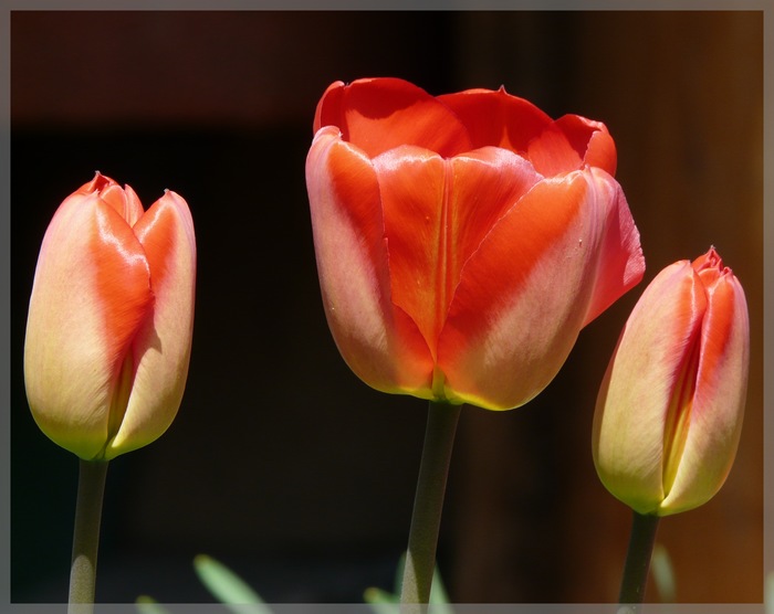 Tulipány tešiace sa plnému slniečku