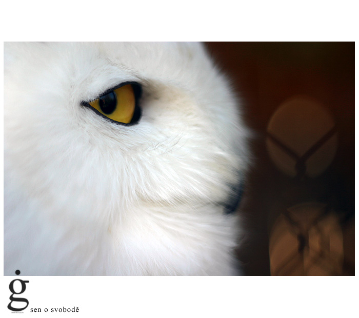 sen o svobode