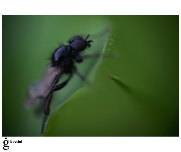 bestiol