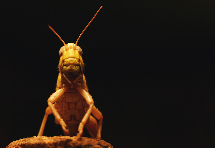 Nevideli jste vcelku Maju?