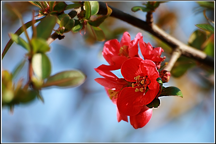 Chaenomeles - Kdoulovec.