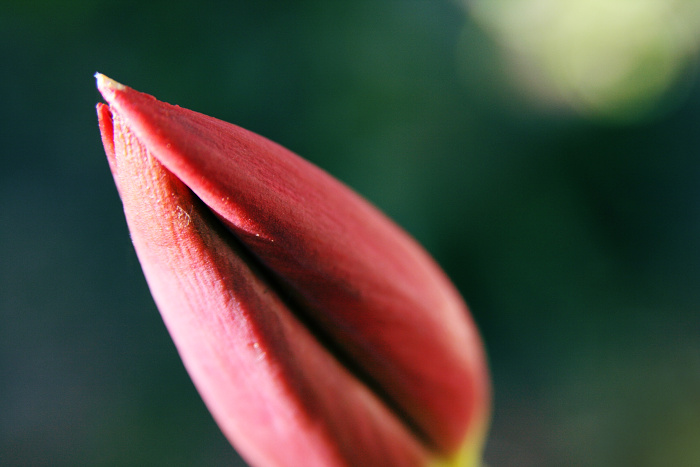 Můj soused zabiják