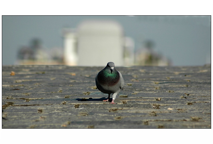 .. holub ve městě ..