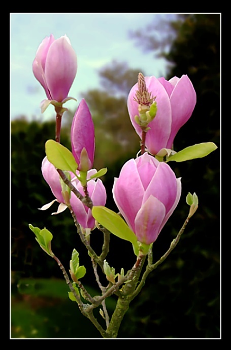 magnolie