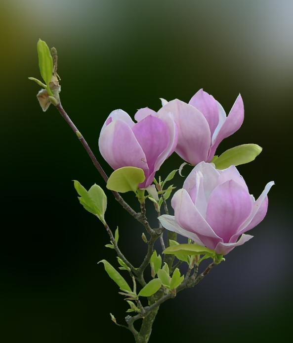 Magnolie II