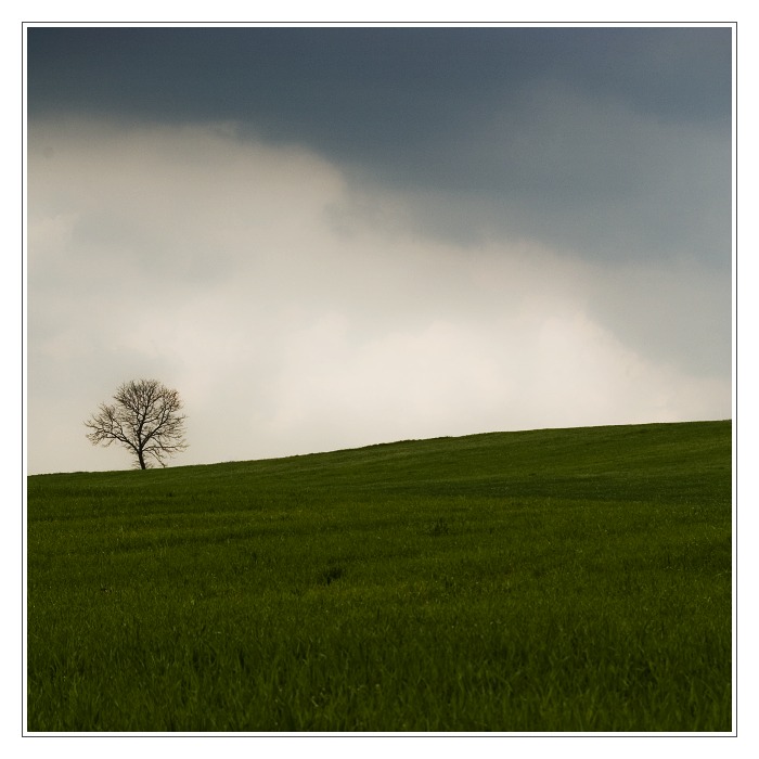 Krtečkův stromeček