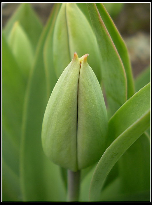 Tulipán