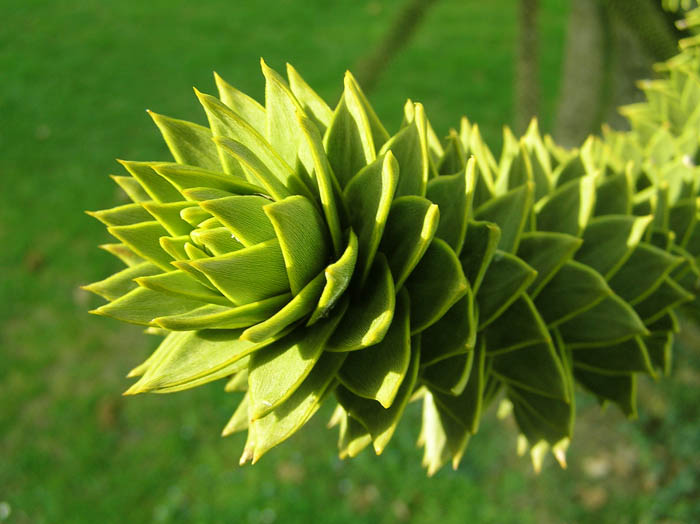 Araucaria araucana