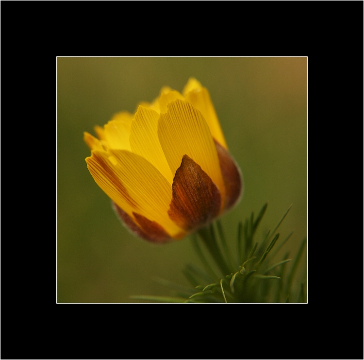 Adonis III
