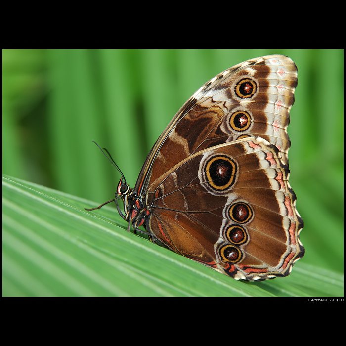Morpho peleides