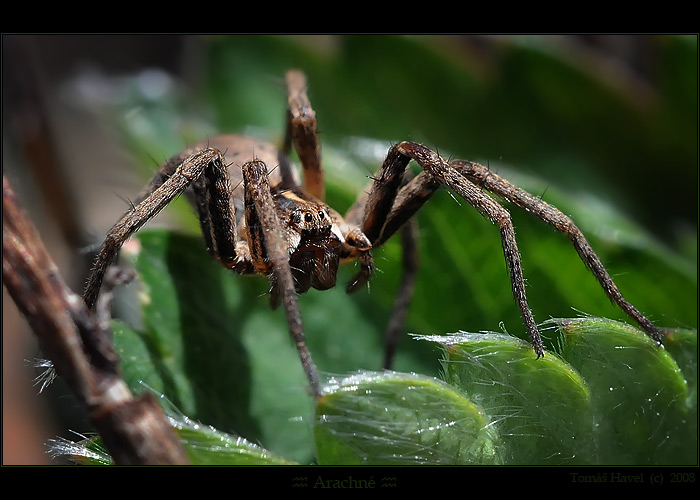 Arachné