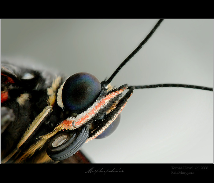 Morpho peleides in portret