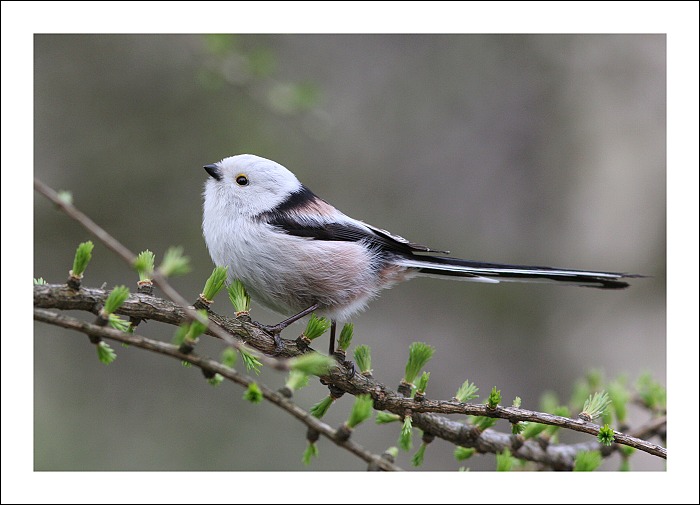 mlynařík dlouhoocasý