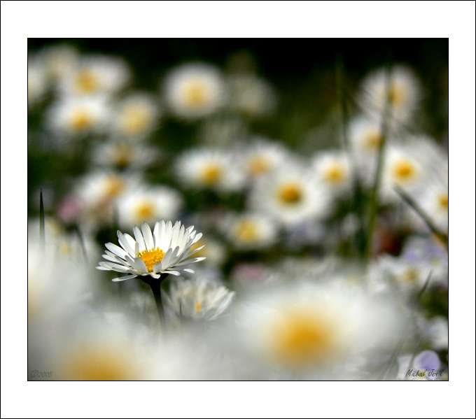 Une petite marguerite