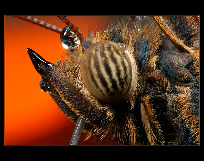 Portrét z Fata Morgany