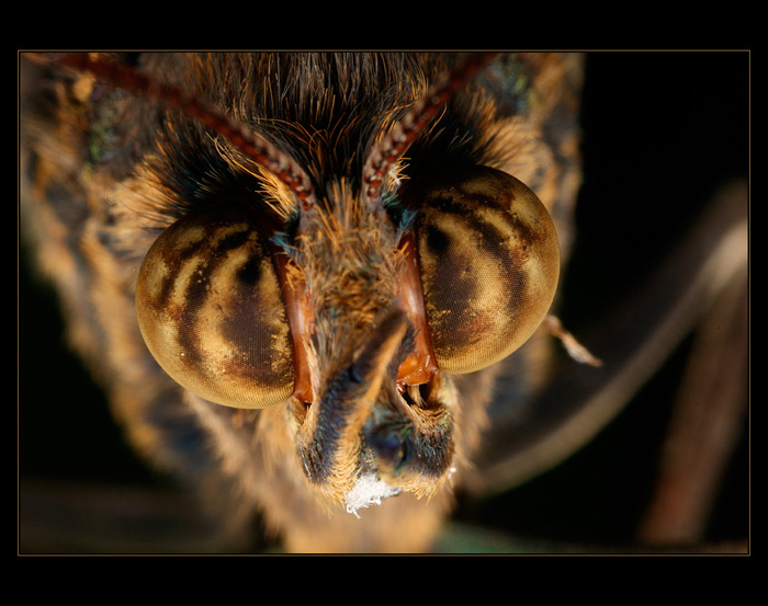 Z očí do očí ...