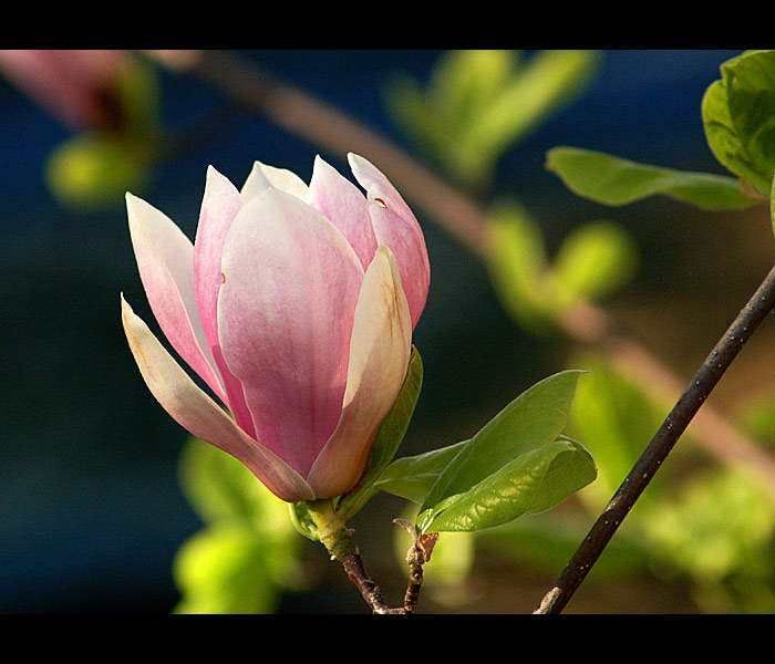 Magnolie