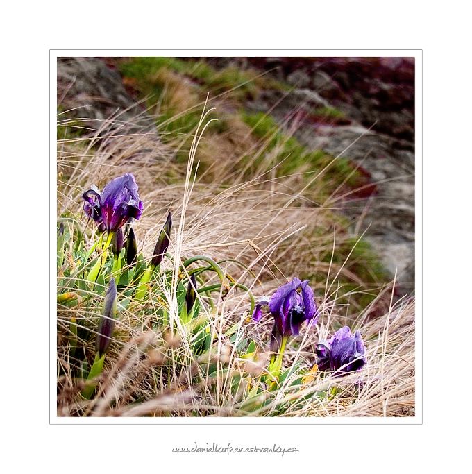 -[FIRST TOUCH OF SPRING]-