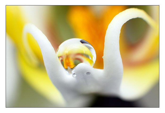 Duch?