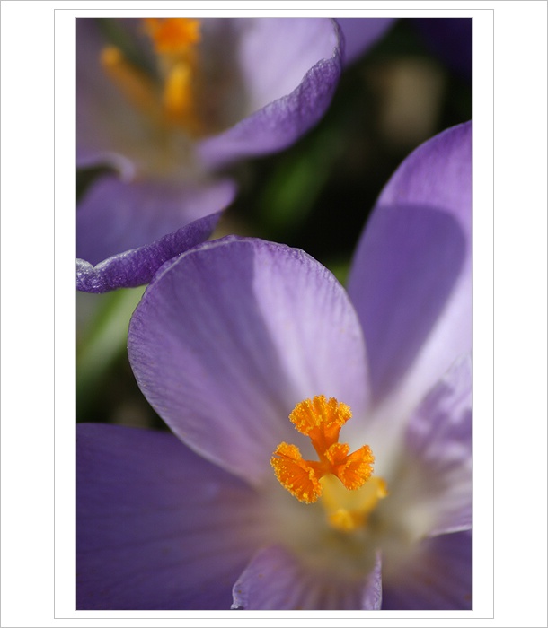 *** Jarní mámení ***