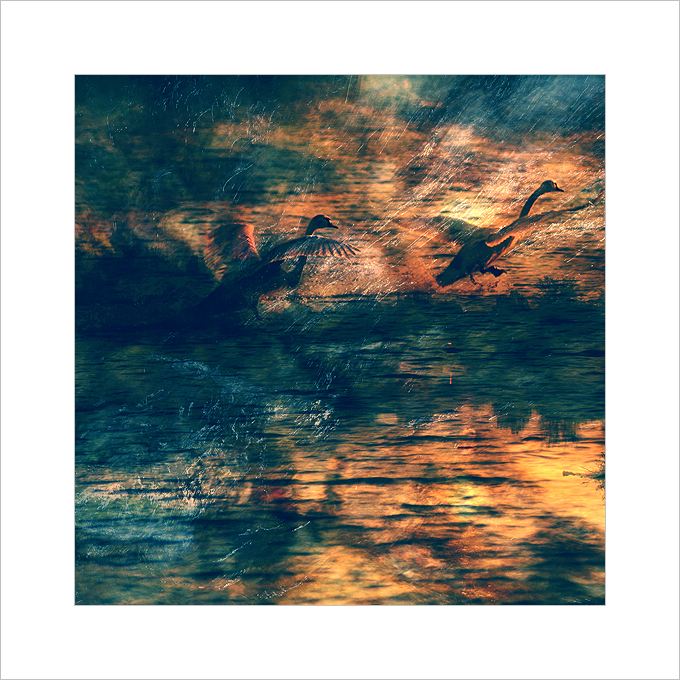 *** Mít tak křídla jako pták ... ***