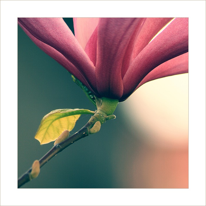 *** Mámivá magnólie ***