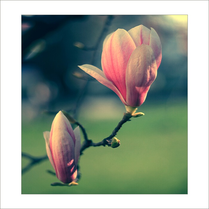 *** Mámivá magnólie II. ***