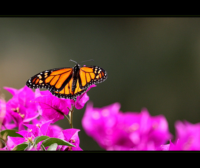 ... Barvy prirody ...