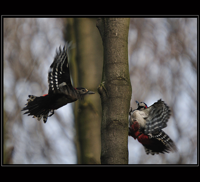 Strakapoud x 2