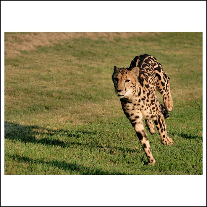 speed....