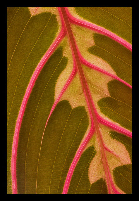 Maranta