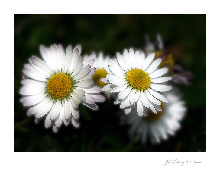 Sedmikrásy....  :o)