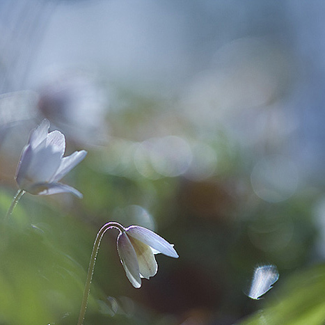 ...Pojďte zpátky do pohádky...