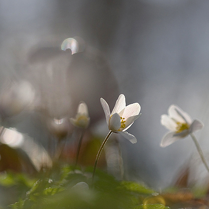 ..Pojďte zpátky do pohádky II