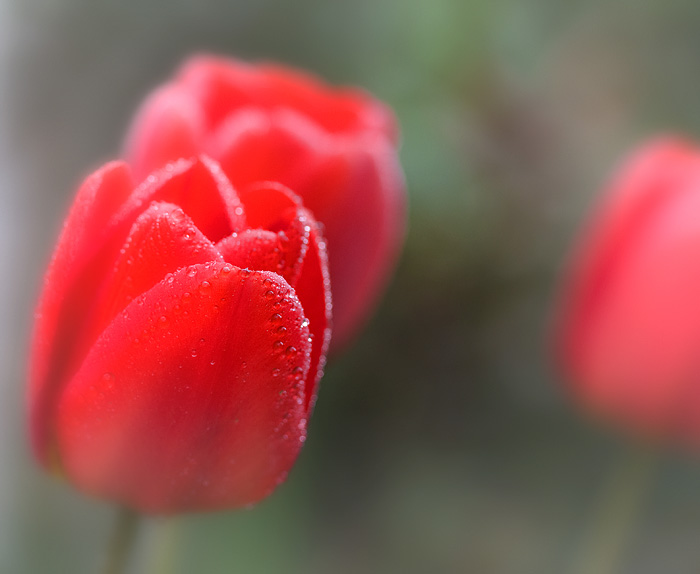 ...Ranní něžnosti...