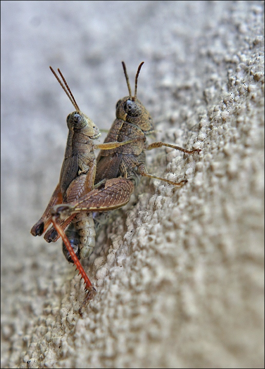 Na koníčka si vyskočím