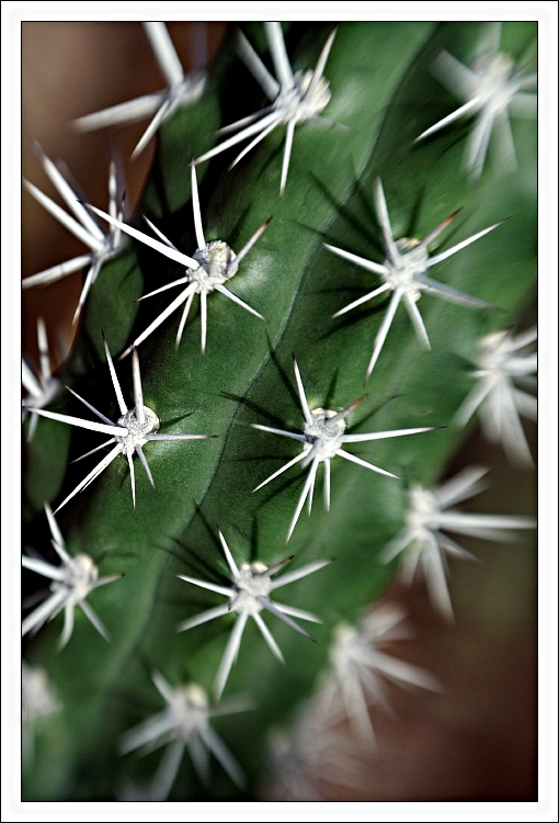 Pichlavé hvězdičky