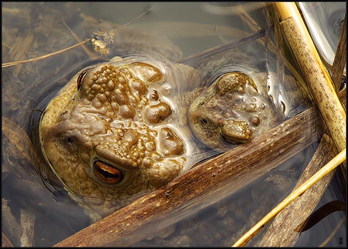 ...LÁSKA JE LÁSKA...