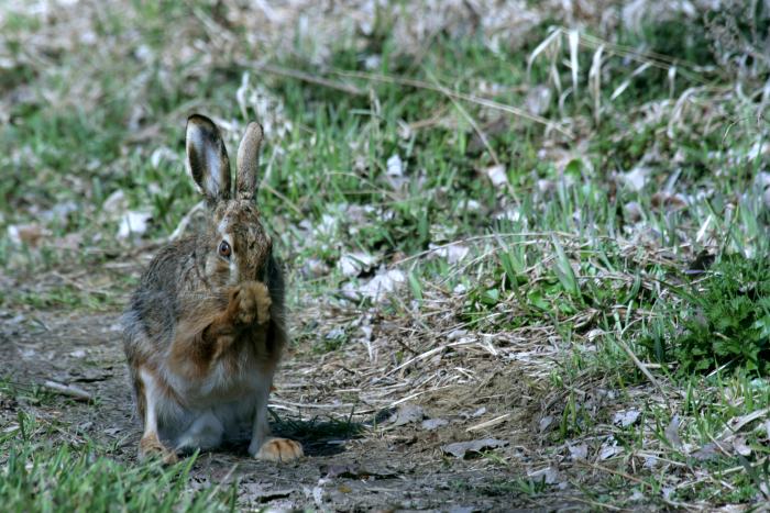 ... a dej ať je jetel letos obzvláště šťavnatý ...