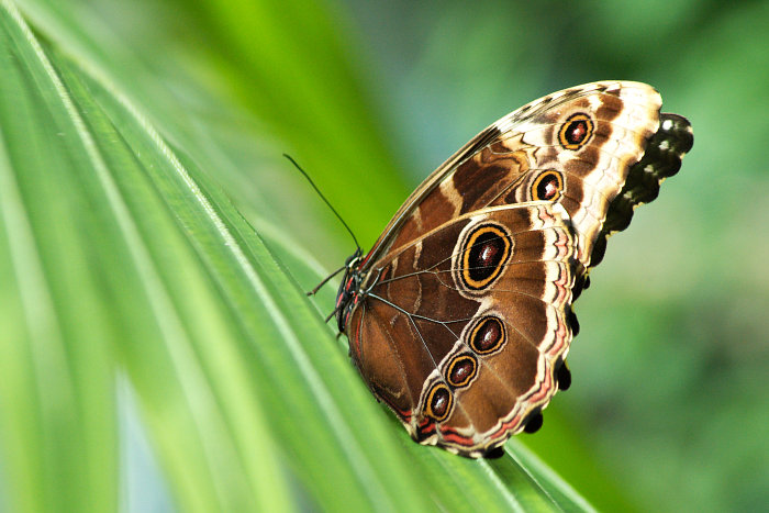 motyl