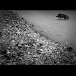 .: VESNICKÁ KOČKA :.