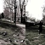 Všechno lítá, co peří má...