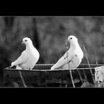 Když se holub opičí