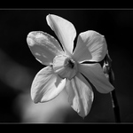 Otáčení za sluncem