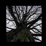 chápadlá chobotnice..